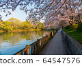 Sakura in Satsuki Park in Kurashiki City 64547576