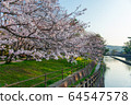 Sakura in Satsuki Park in Kurashiki City 64547578