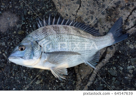 Chinu was caught Chinu was caught 64547639