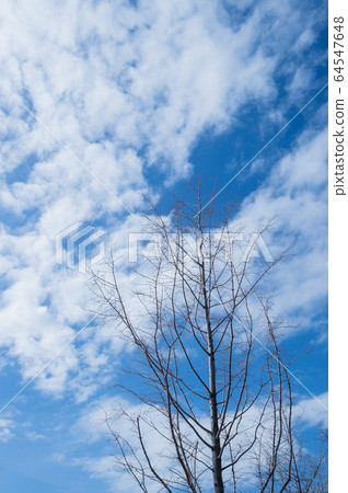 云云白藍色枯樹天空清澈的藍天天空清新的天空背景 照片素材 圖片 圖庫