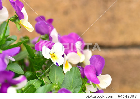 Potted viola 4 64548398