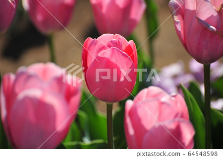 Tulip Tulip 64548598