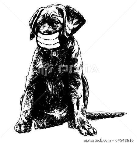 illustration of Labrador Retriever dog with mask 64548616