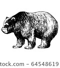 hand drawn illustration of bear with mask 64548619