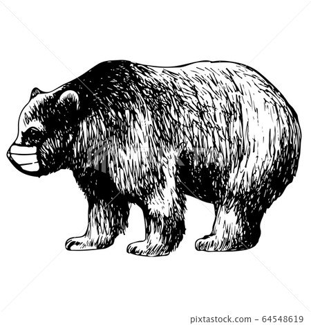 hand drawn illustration of bear with mask hand drawn illustration of bear with mask 64548619
