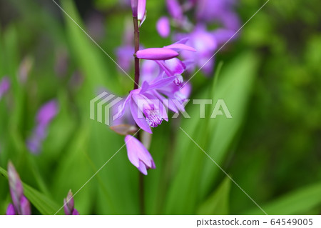 Purple 64549005