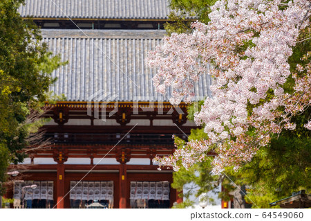 The approach to Todaiji Temple where cherry blossoms bloom The approach to Todaiji Temple where cherry blossoms bloom 64549060
