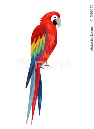 Colored parrot ,cartoon bird design - Stock Illustration [64549071] - PIXTA