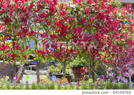 House _ gorgeous garden _ spring House _ gorgeous garden _ spring 64549768