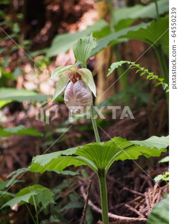 Kumagaiishou (Kumagai Grass) 64550239
