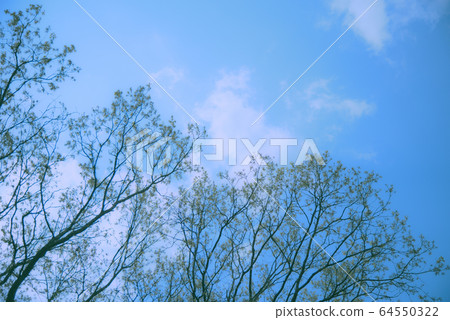 清新的早晨 64550322