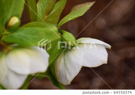 Christmas rose flower and bud 64550374