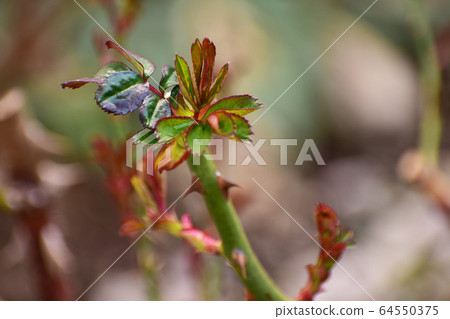 玫瑰的紅芽 64550375