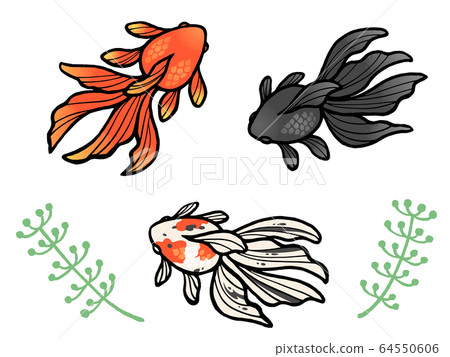 金魚和水生植物插圖集（紅色，黑色，印花布） 64550606