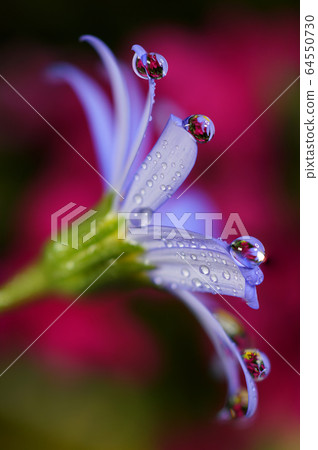 鮮花和露水 64550730