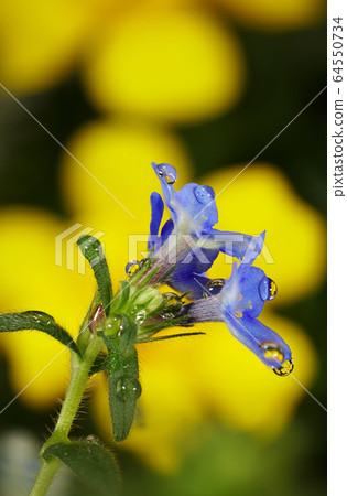 鮮花和露水 鮮花和露水 64550734