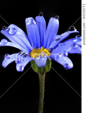 Flowers and Dew Flowers and Dew 64550771