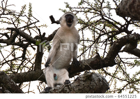 Savannah Monkey (Serengeti National Park, Tanzania) 64551225