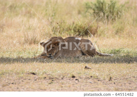 Lion (Serengeti National Park, Tanzania) 64551482