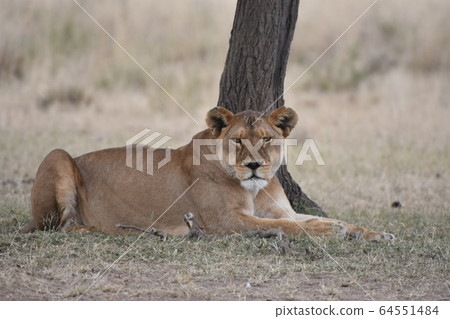 Lion (Serengeti National Park, Tanzania) Lion (Serengeti National Park, Tanzania) 64551484