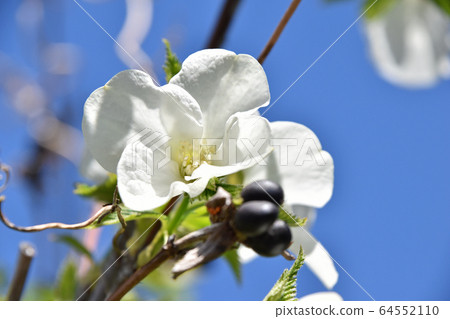 Shiroyamabuki（白色Yamabuki） 64552110