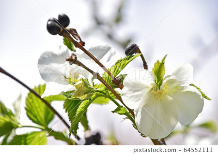 Shiroyamabuki (White Yamabuki) Shiroyamabuki (White Yamabuki) 64552111