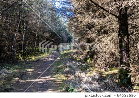 Dry forest at Bonny Glen in County Donegal - Ireland 64552680