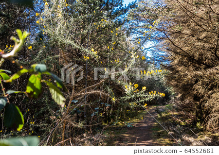Gorse in Bonny Glen in County Donegal - Ireland 64552681