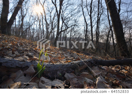First spring flowers, snowdrops in forest 64552833