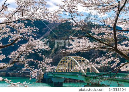 奧多摩湖三山橋和櫻花 奧多摩湖三山橋和櫻花 64553204