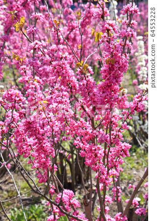 Redbud (Hanasoyoshi) 64553228