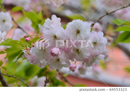 普賢象櫻花(Prunus Shirofugen)普賢菩薩之象 64553323