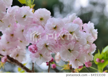 普賢象櫻花(Prunus Shirofugen)普賢菩薩之象 64553330