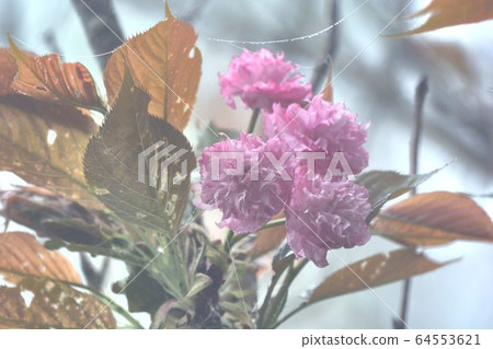 牡丹櫻(Cerasus lannesiana) 原產日本,花朵大,其花瓣多重,經常數朵一起綻放 牡丹櫻(Cerasus lannesiana) 原產日本,花朵大,其花瓣多重,經常數朵一起綻放 64553621