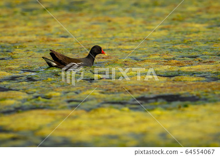 common moorhen or gallinula chloropus bird in wetland of keoladeo national park or bharatpur bird sanctuary, rajasthan, india common moorhen or gallinula chloropus bird in wetland of keoladeo national park or bharatpur bird sanctuary, rajasthan, india 64554067