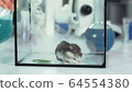 Experiment in modern chemistry laboratory: running smoke from flask into a glass container with mouse 64554380
