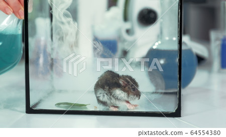 Experiment in modern chemistry laboratory: running smoke from flask into a glass container with mouse Experiment in modern chemistry laboratory: running smoke from flask into a glass container with mouse 64554380