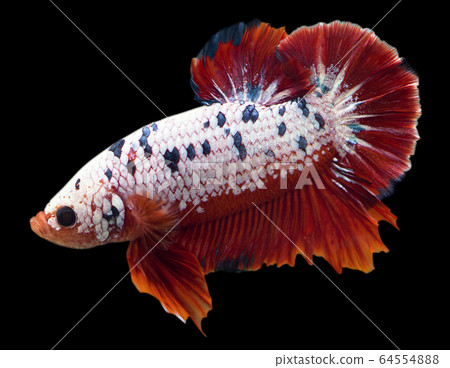 Betta Fancy Red Halfmoon Plakat HMPK Male or Plakat Fighting Fish Splendens On Black Background. 64554888