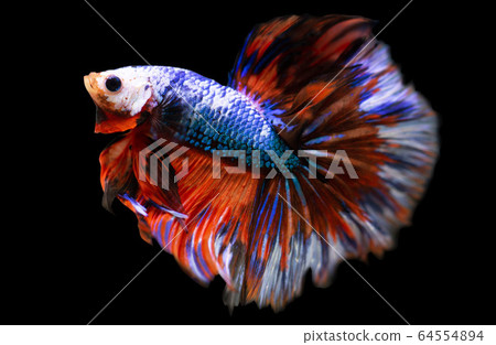 Betta Fancy Rose Tail Halfmoon HM Male or Plakat Fighting Fish Splendens On Black Background. Betta Fancy Rose Tail Halfmoon HM Male or Plakat Fighting Fish Splendens On Black Background. 64554894