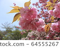 Cherry blossom image 64555267