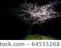 One night cherry blossom image 64555268