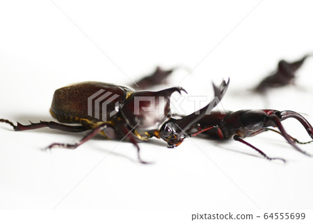 Sawtooth stag white background insect insect biology summer vacation Sawtooth stag white background insect insect biology summer vacation 64555699