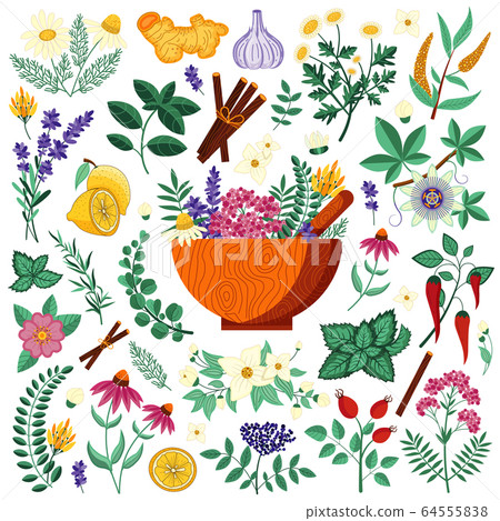 Medical Herbs and Homeopathic Heeling Plants Set 64555838