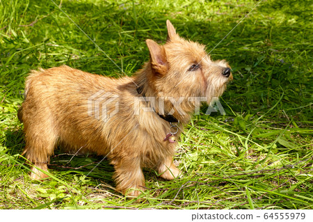 Norwich Terrier stands in the green grass Norwich Terrier stands in the green grass 64555979