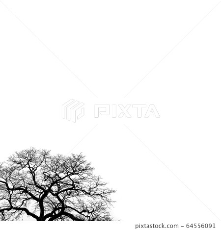 Tree with many branches silhouette over white Tree with many branches silhouette over white 64556091