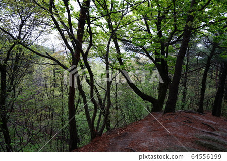 北漢山,國家公園,春天 北漢山,國家公園,春天 64556199
