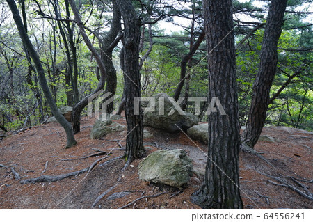 北漢山,國家公園,春天 北漢山,國家公園,春天 64556241
