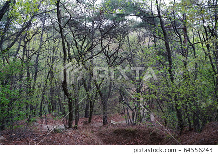 Bukhansan. National Park. Spring Bukhansan. National Park. Spring 64556243