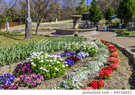 Harvest Hill Haru Tulip Harvest Hill Haru Tulip 64556681