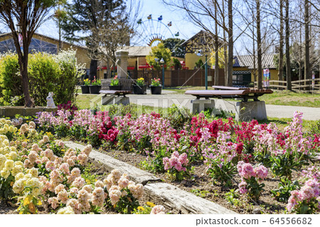 Harvest Hill Haru Tulip Harvest Hill Haru Tulip 64556682